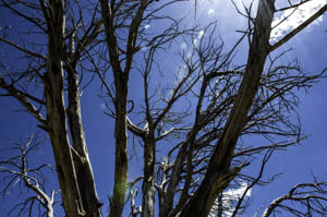 Mesa Verde Tree